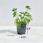 Green Dream Parsley