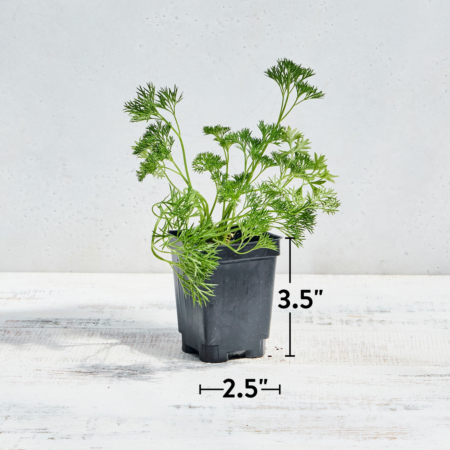 Green Dream Parsley