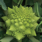 Romanesco Broccoli