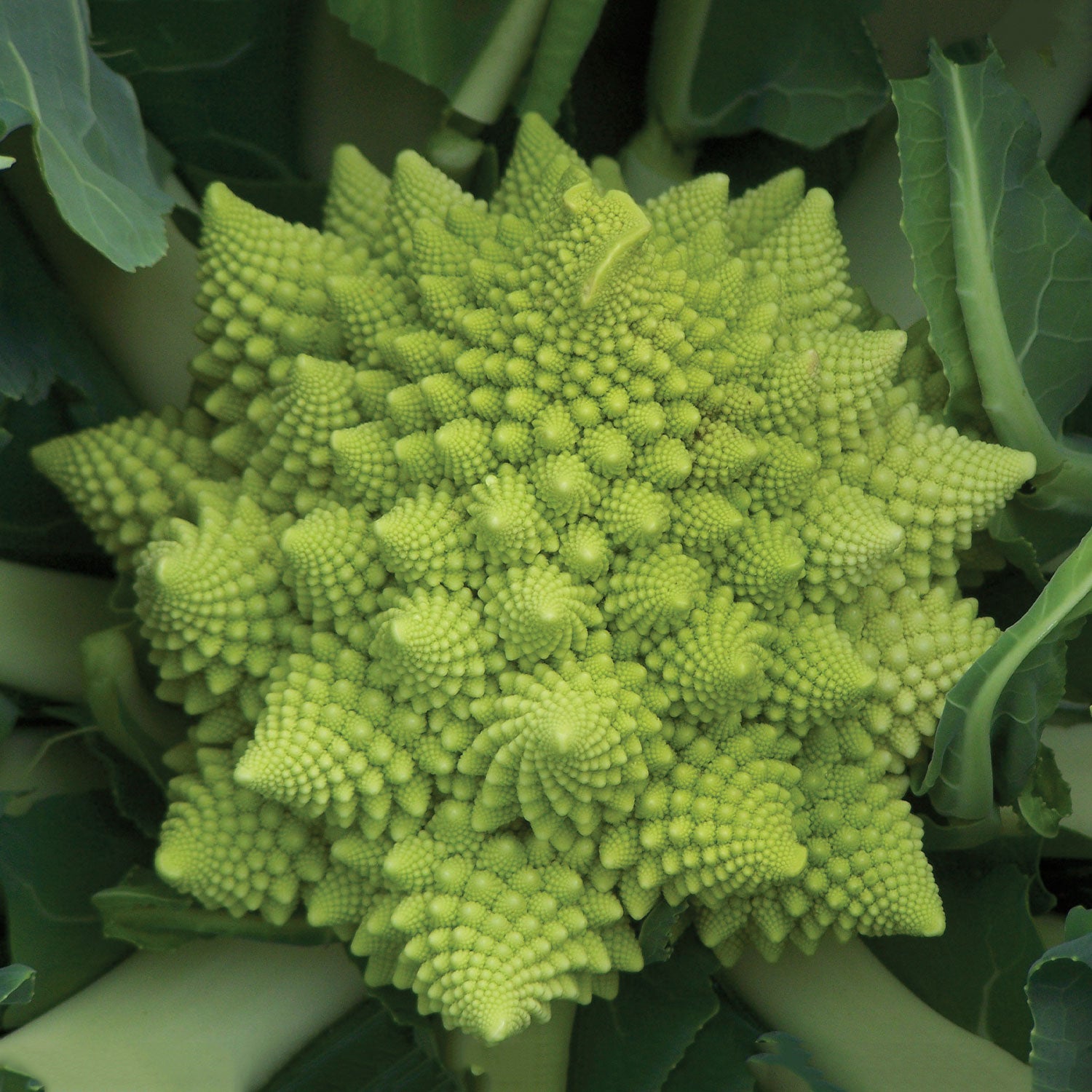 Romanesco Broccoli