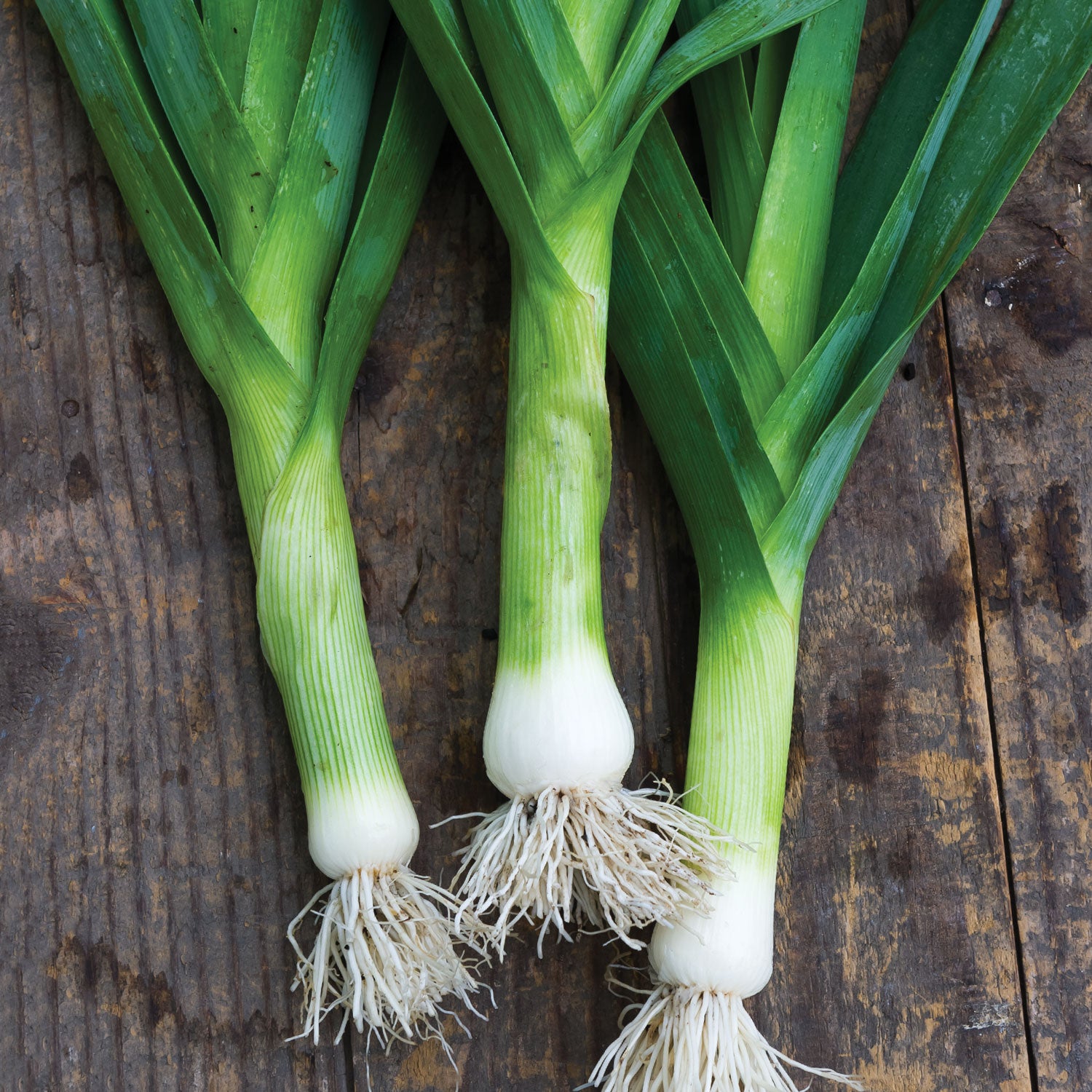 Dawn Giant Leek