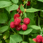 Prelude Raspberry Bare Roots