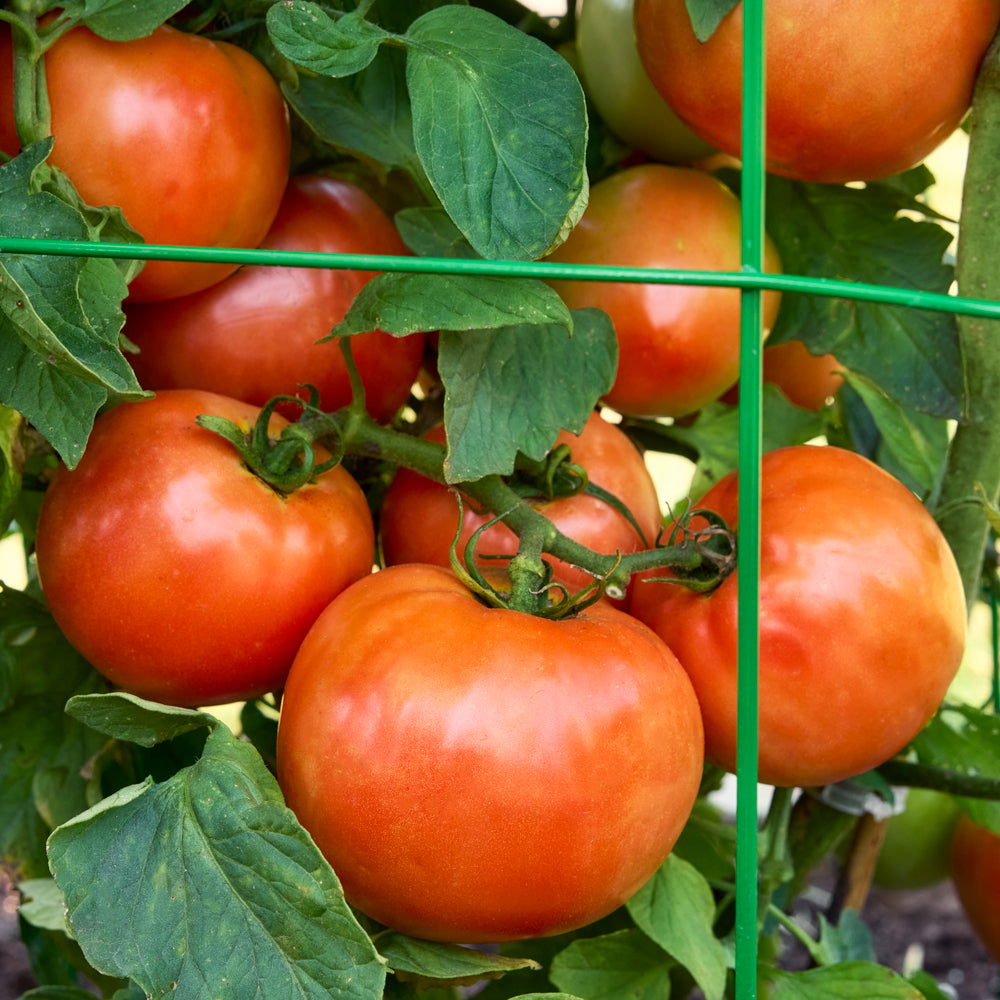Bobcat Tomato