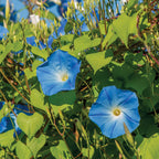 Heavenly Blue Morning Glory