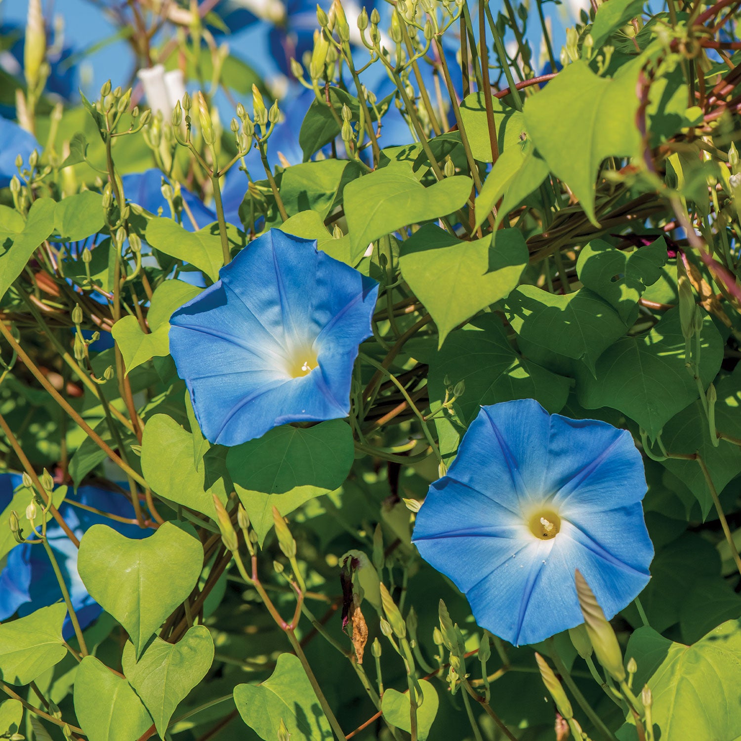 Heavenly Blue Morning Glory