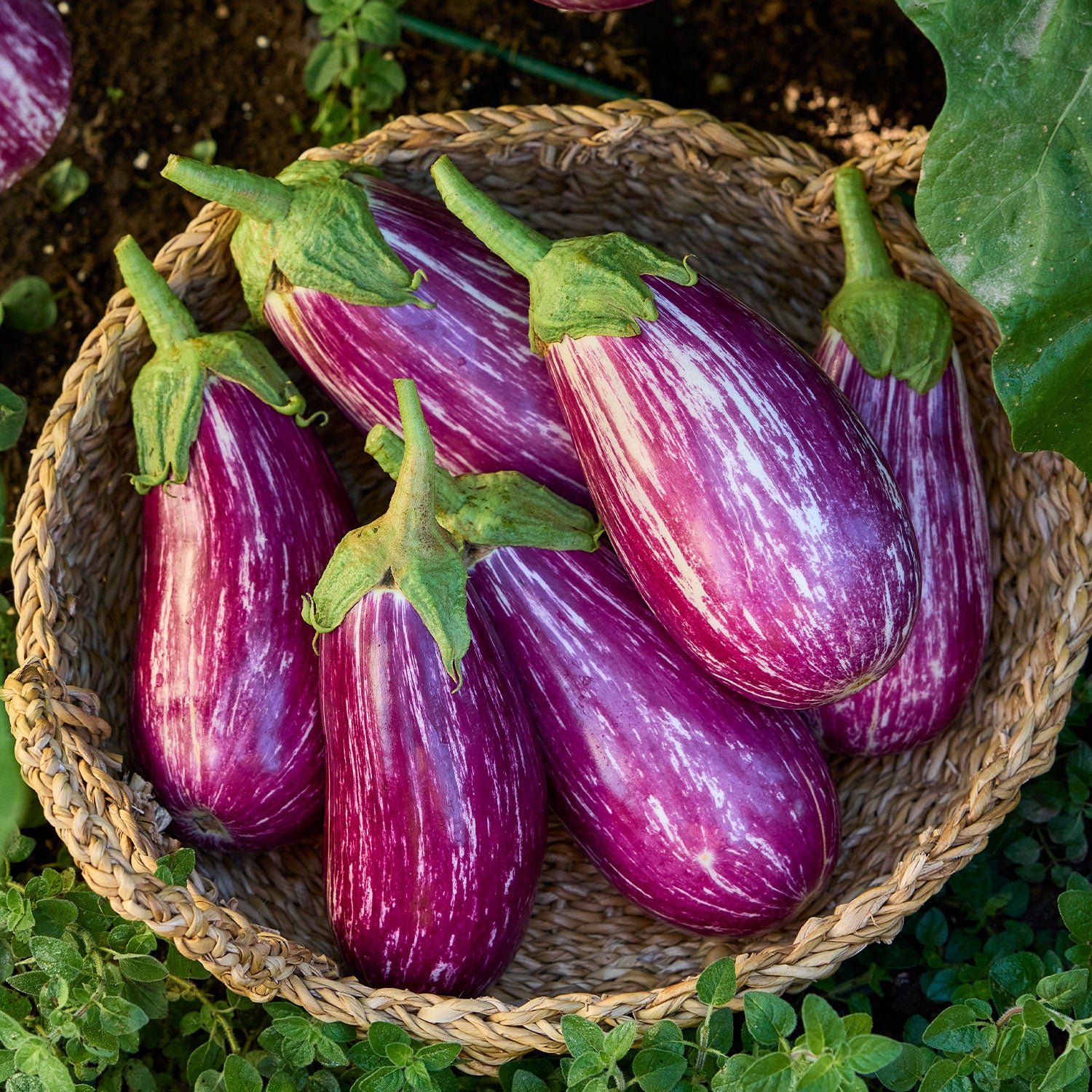 Shooting Stars Eggplant