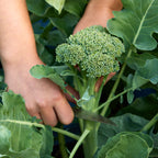 Waltham 29 Broccoli