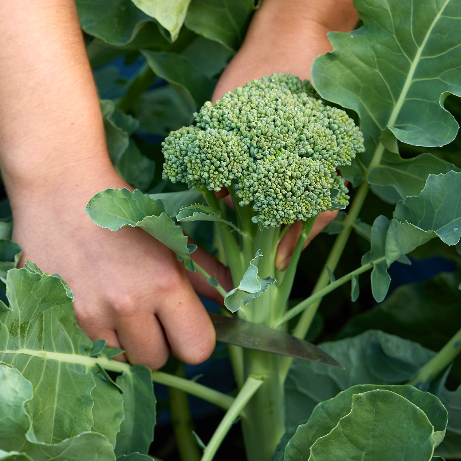 Waltham 29 Broccoli