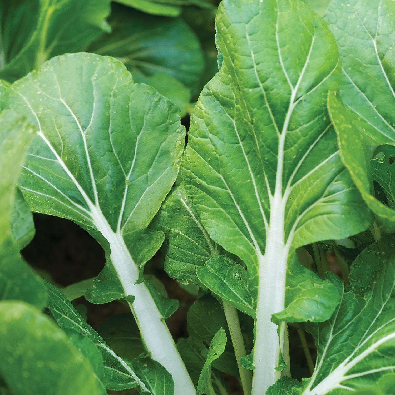 White Choi Pak Choi Chinese Cabbage