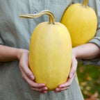 Vegetable Spaghetti Winter Squash