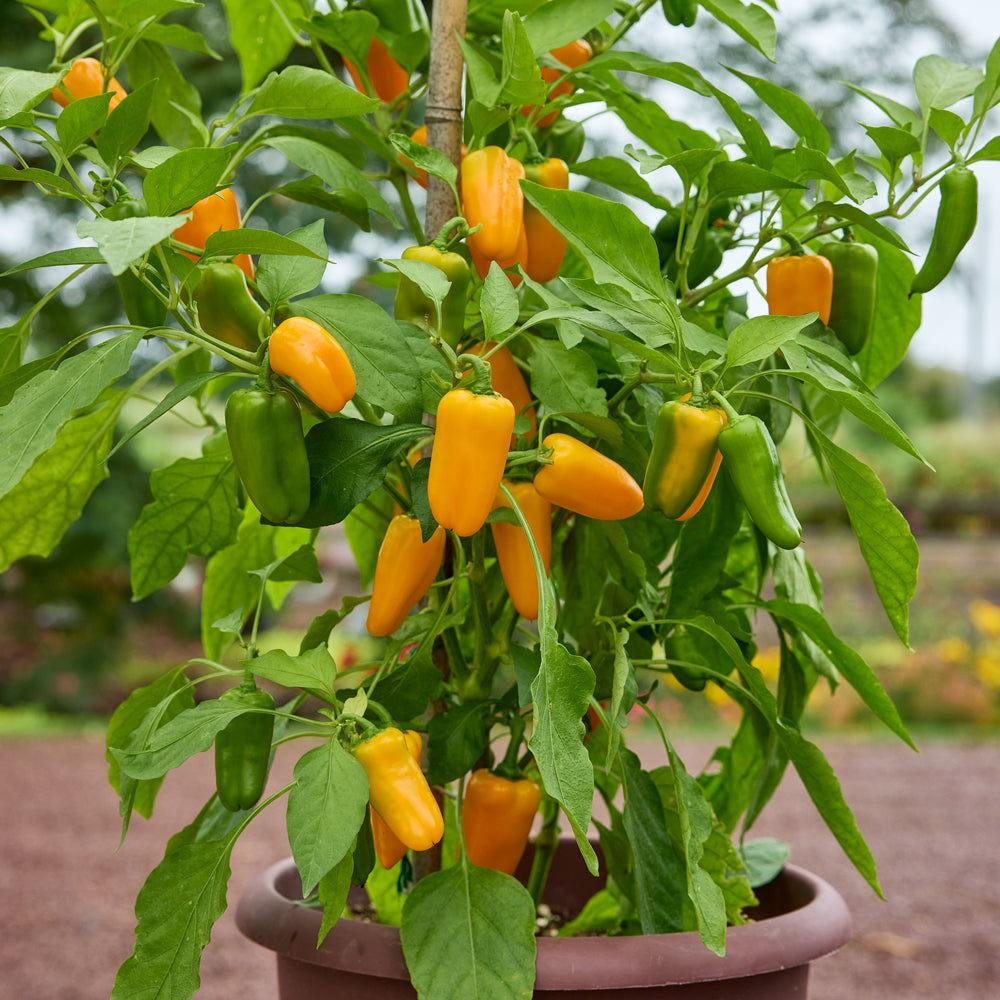 Yellow Pop Sweet Pepper