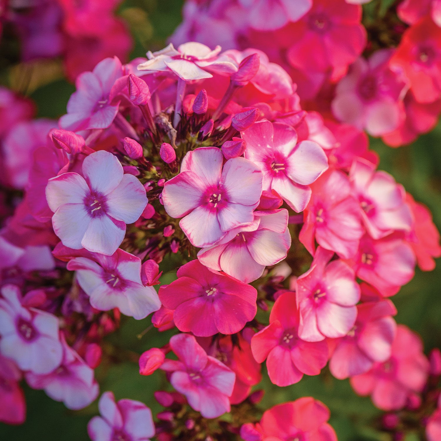 Glamour Girl Phlox Paniculata