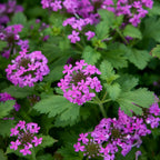Freedom Verbena