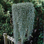 Silver Falls Dichondra