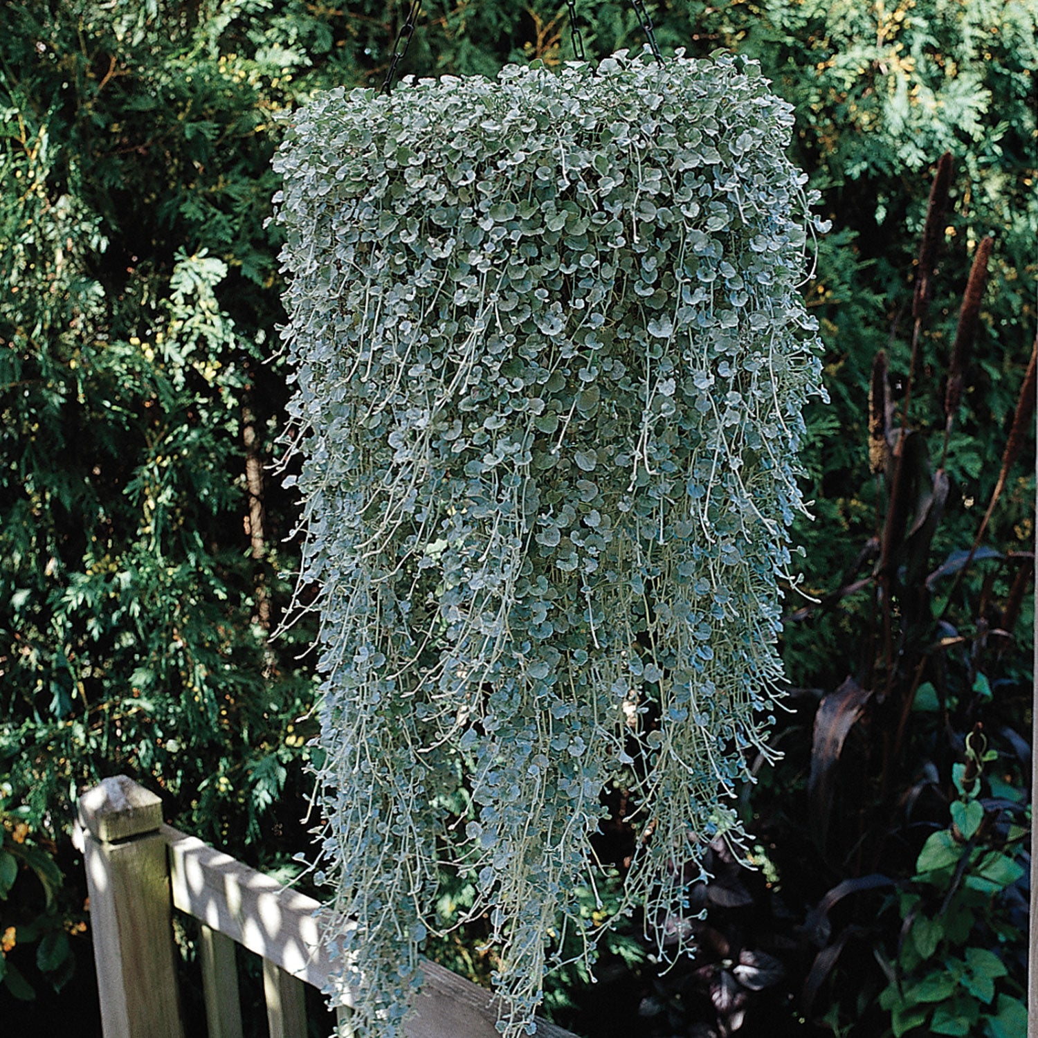 Silver Falls Dichondra