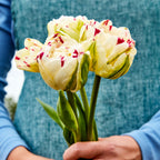 Danceline Tulip Bulbs