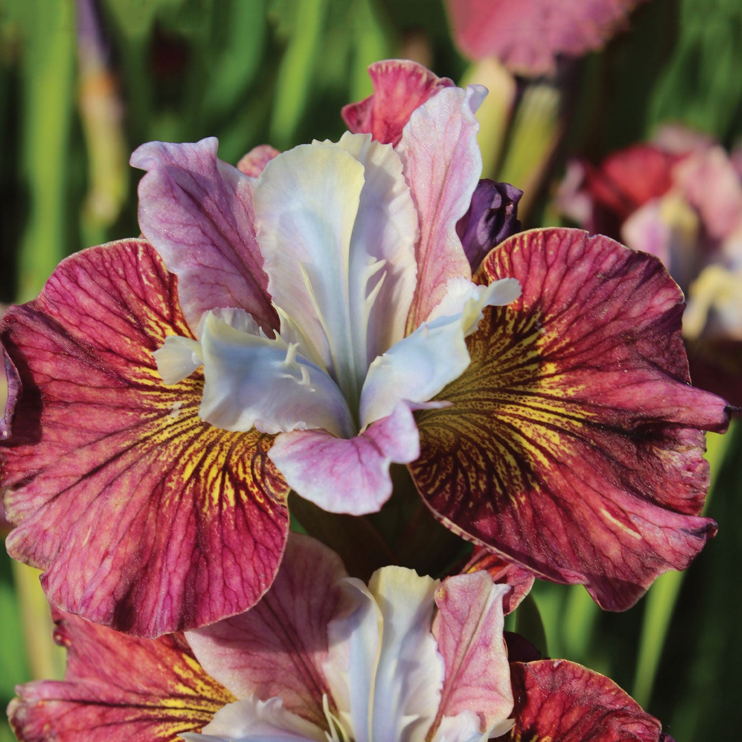 Peacock Butterfly Painted Woman Iris Bare Roots