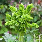 Moluccella Laevis Bells Of Ireland