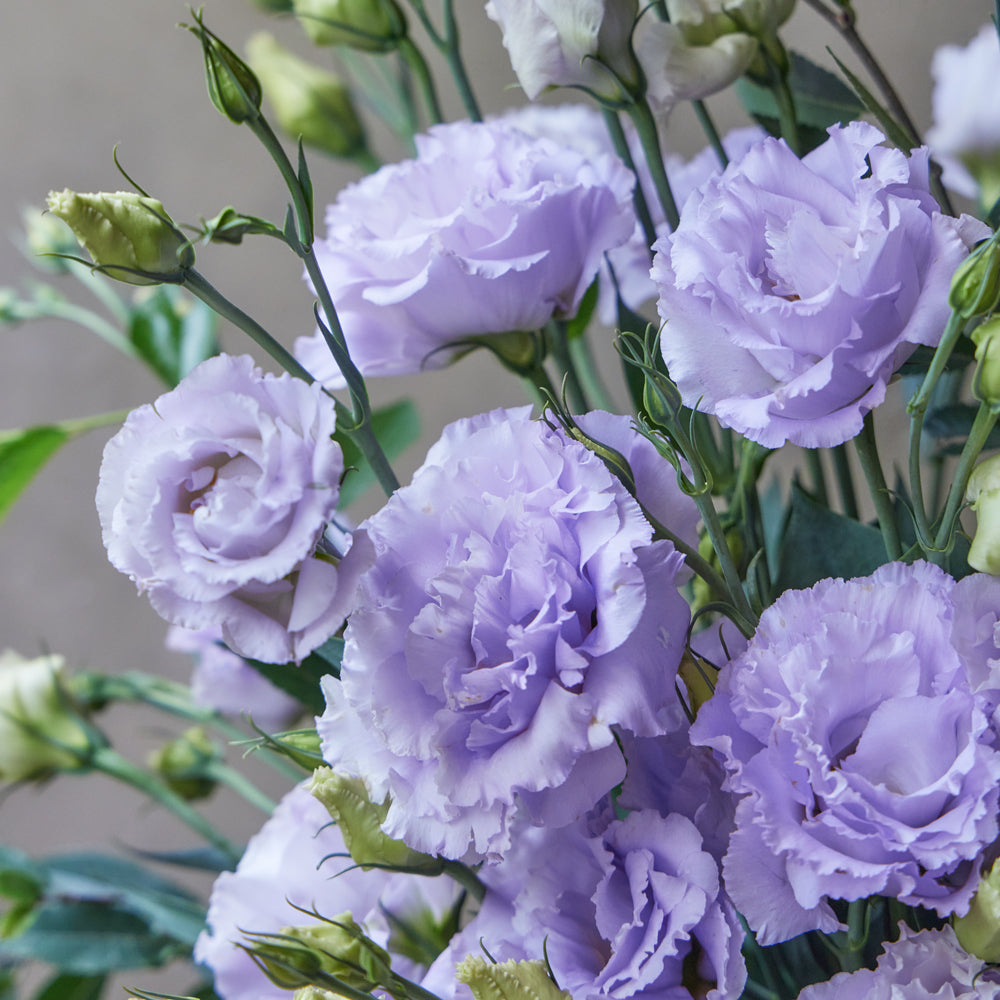 Lavender Lisianthus