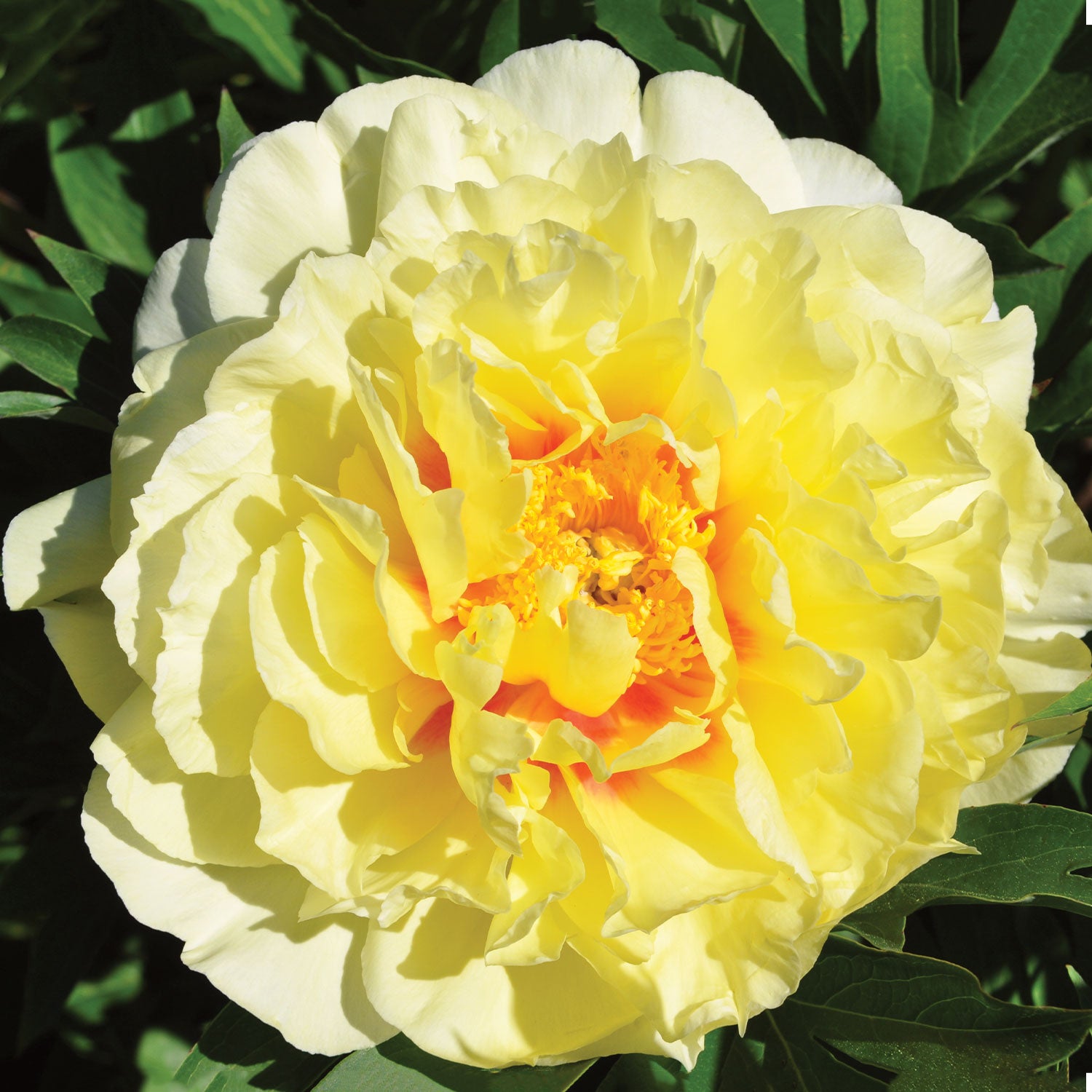 Itoh Bartzella Peony Bare Root
