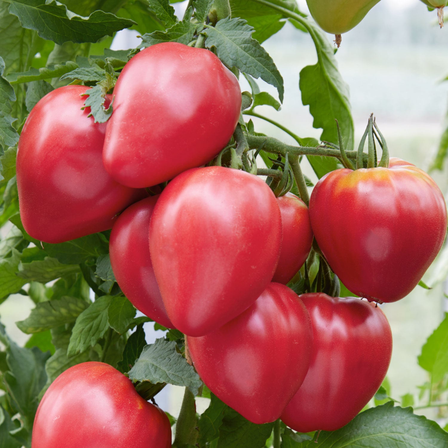 Hungarian Heart Tomato