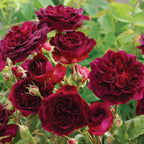 Munstead Wood Rose Bare Root