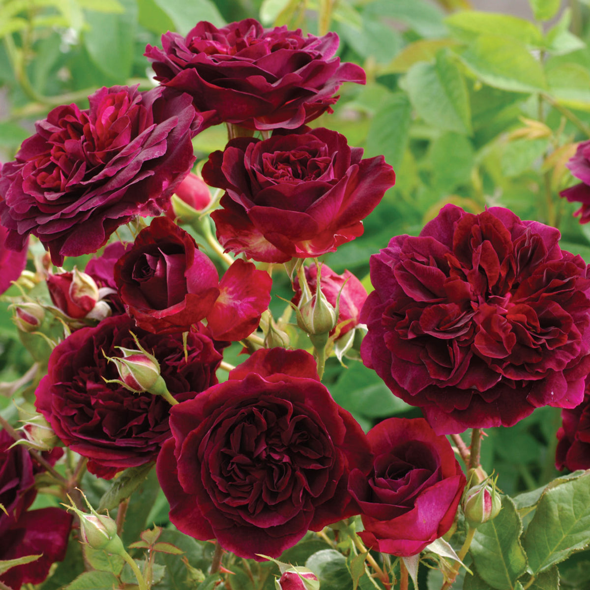 Munstead Wood Rose Bare Root