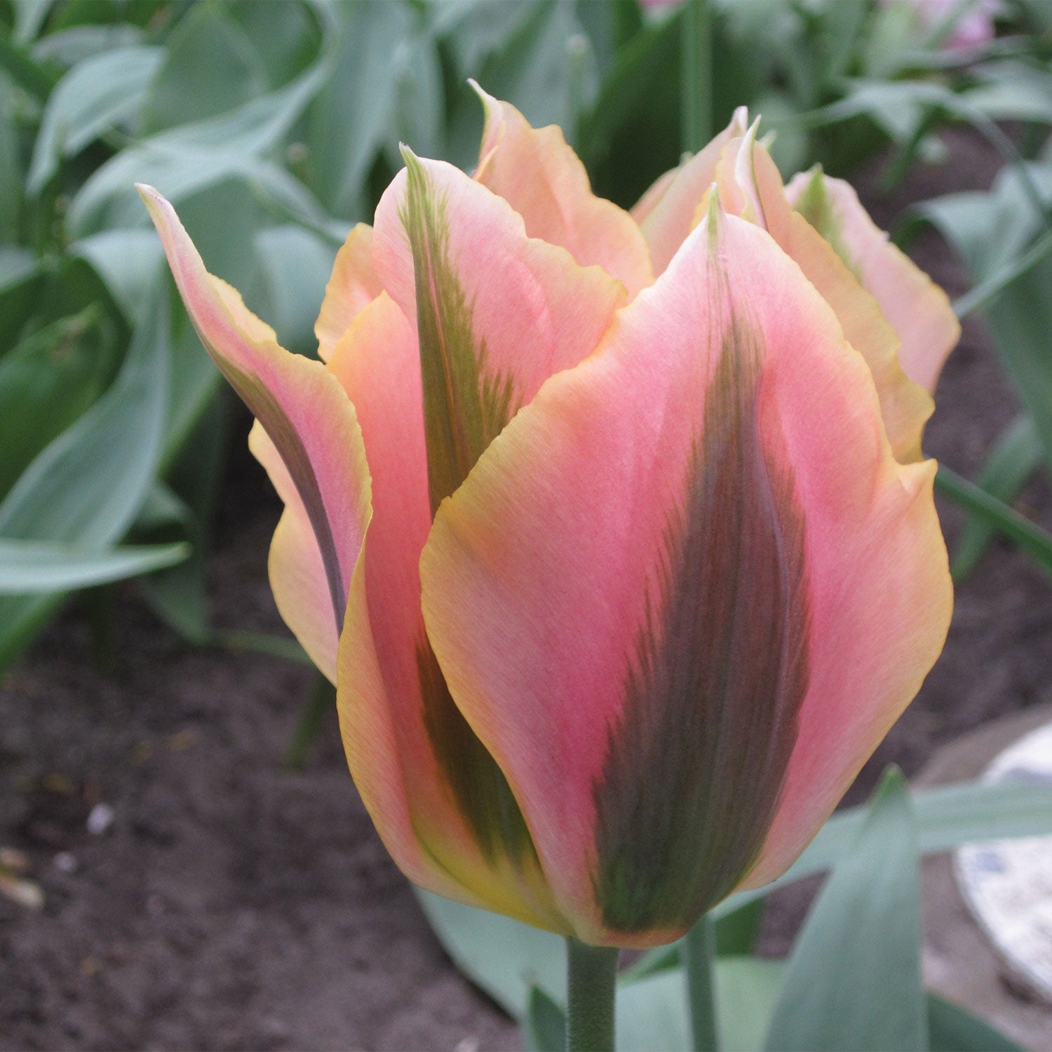 Artist Tulip Bulbs