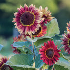 Crimson Blaze Sunflower