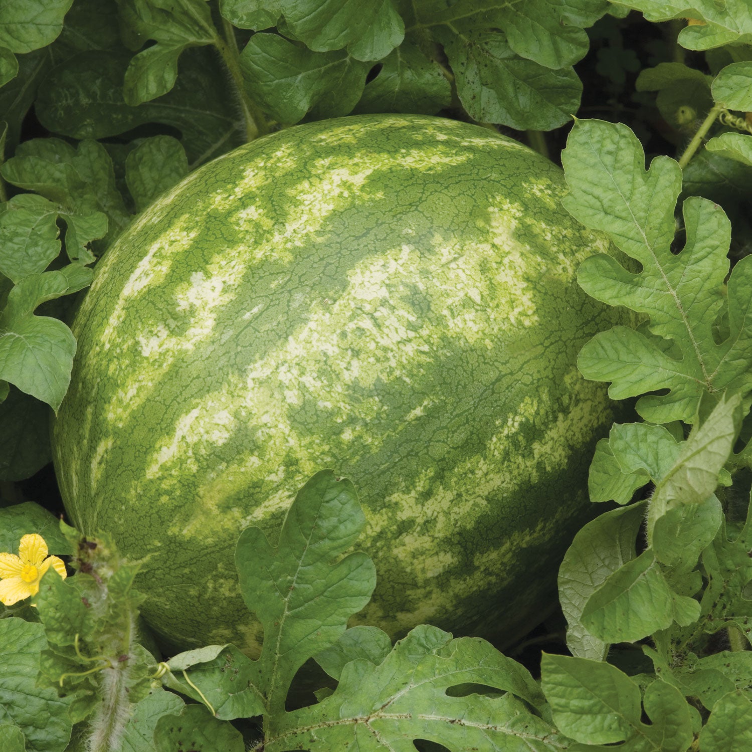 Red Ruby Watermelon