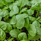 Prosper Spinach