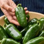Big Guy Hot Jalapeno Pepper