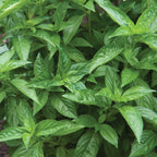Sweet Basil