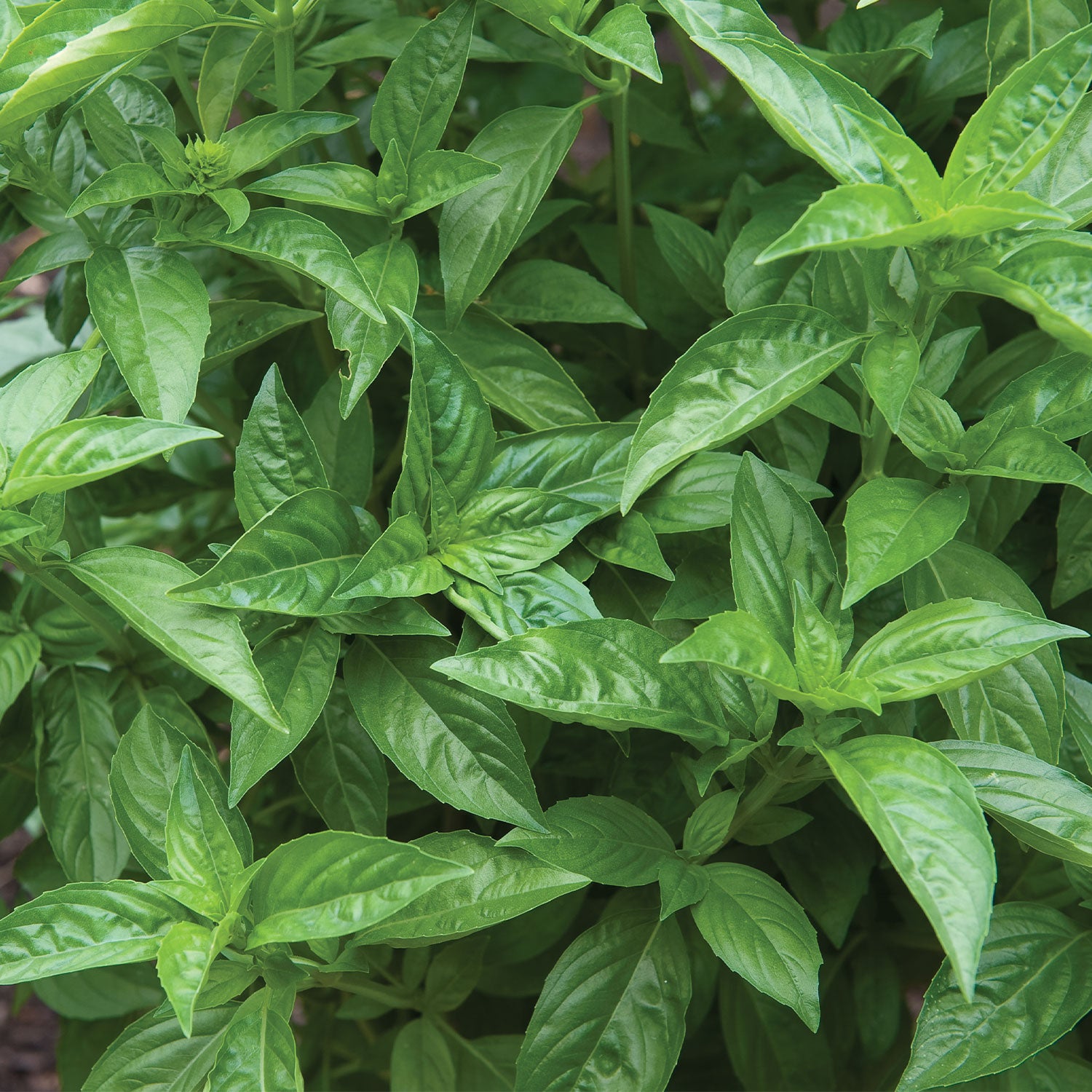 Sweet Basil