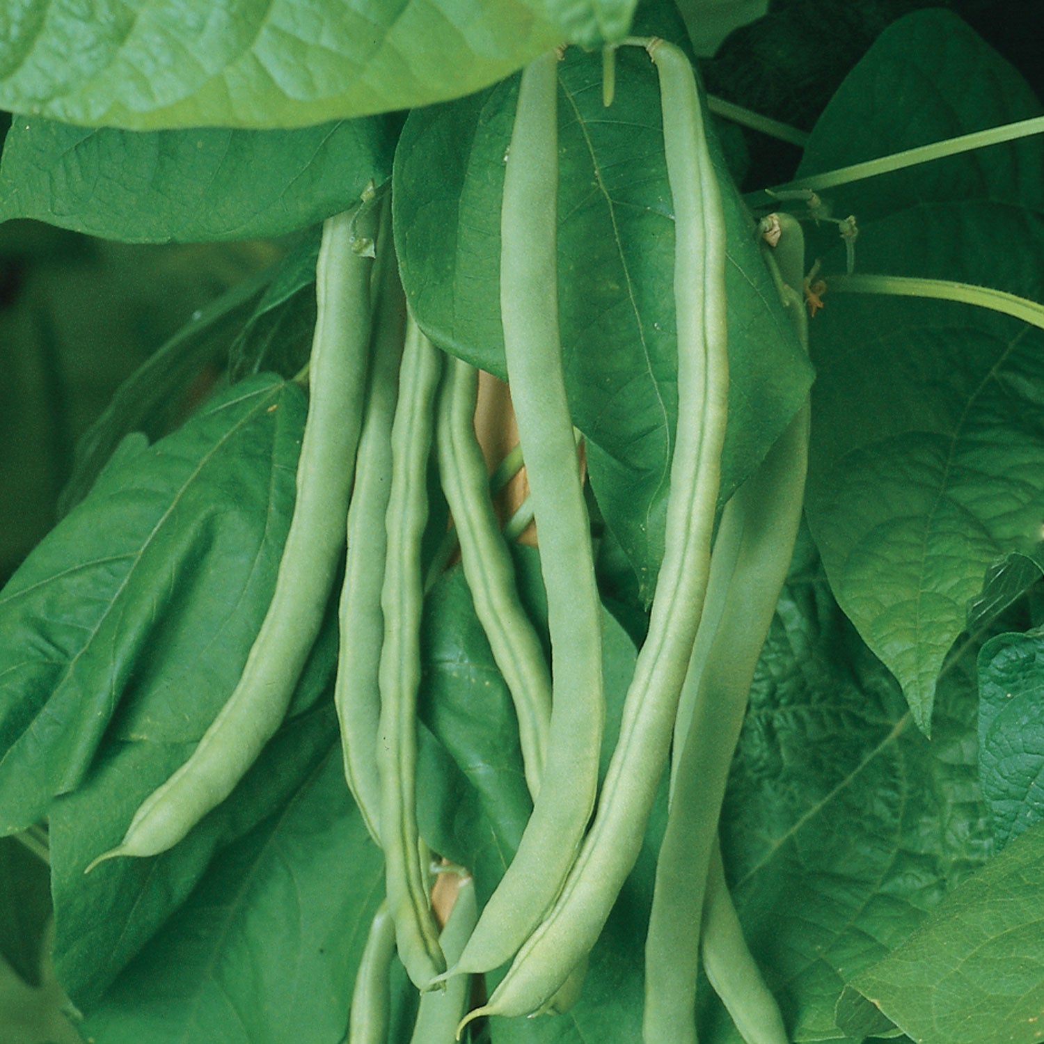 Kentucky Wonder Pole Bean