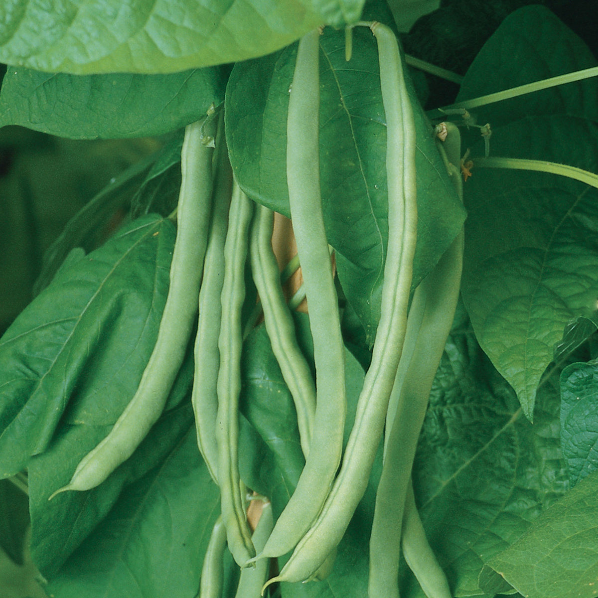 Kentucky Wonder Pole Bean