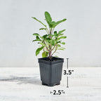 Broad Leaf Sage