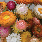 Tall Mixed Colors Strawflower