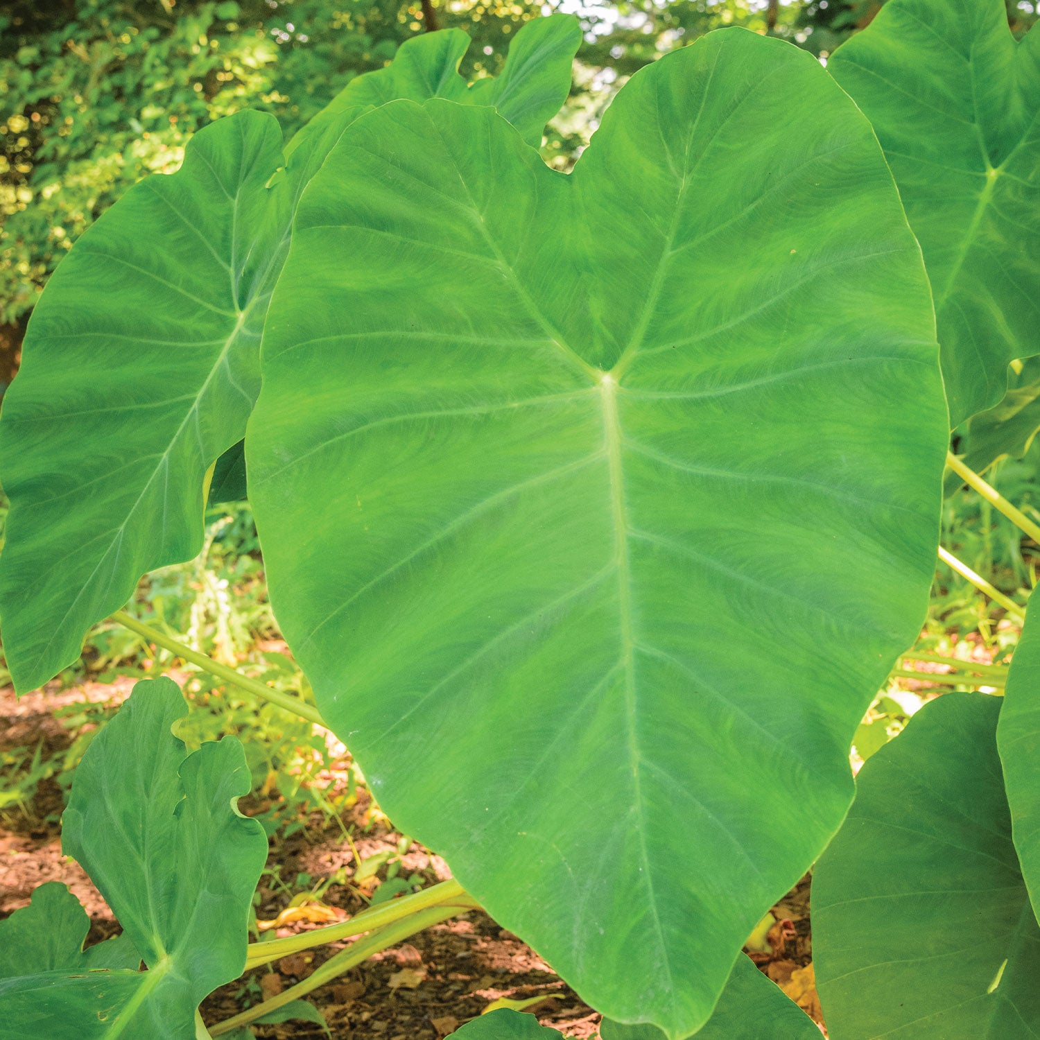 Fordhook Giant Elephant Ear Bulb