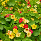 Sweethearts Mix Nasturtium