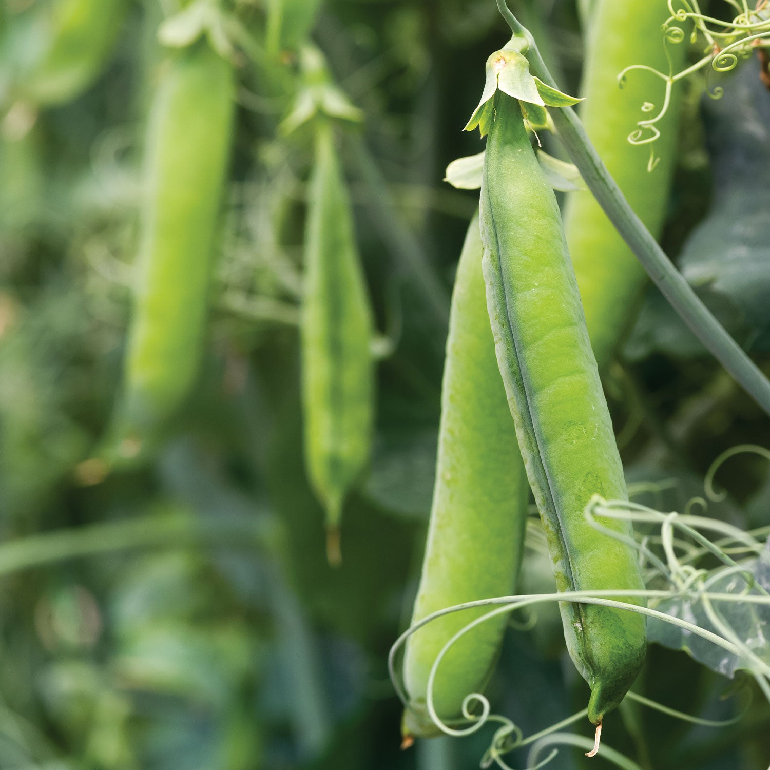 Easy Peasy Pea