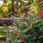 Pineapple Sage