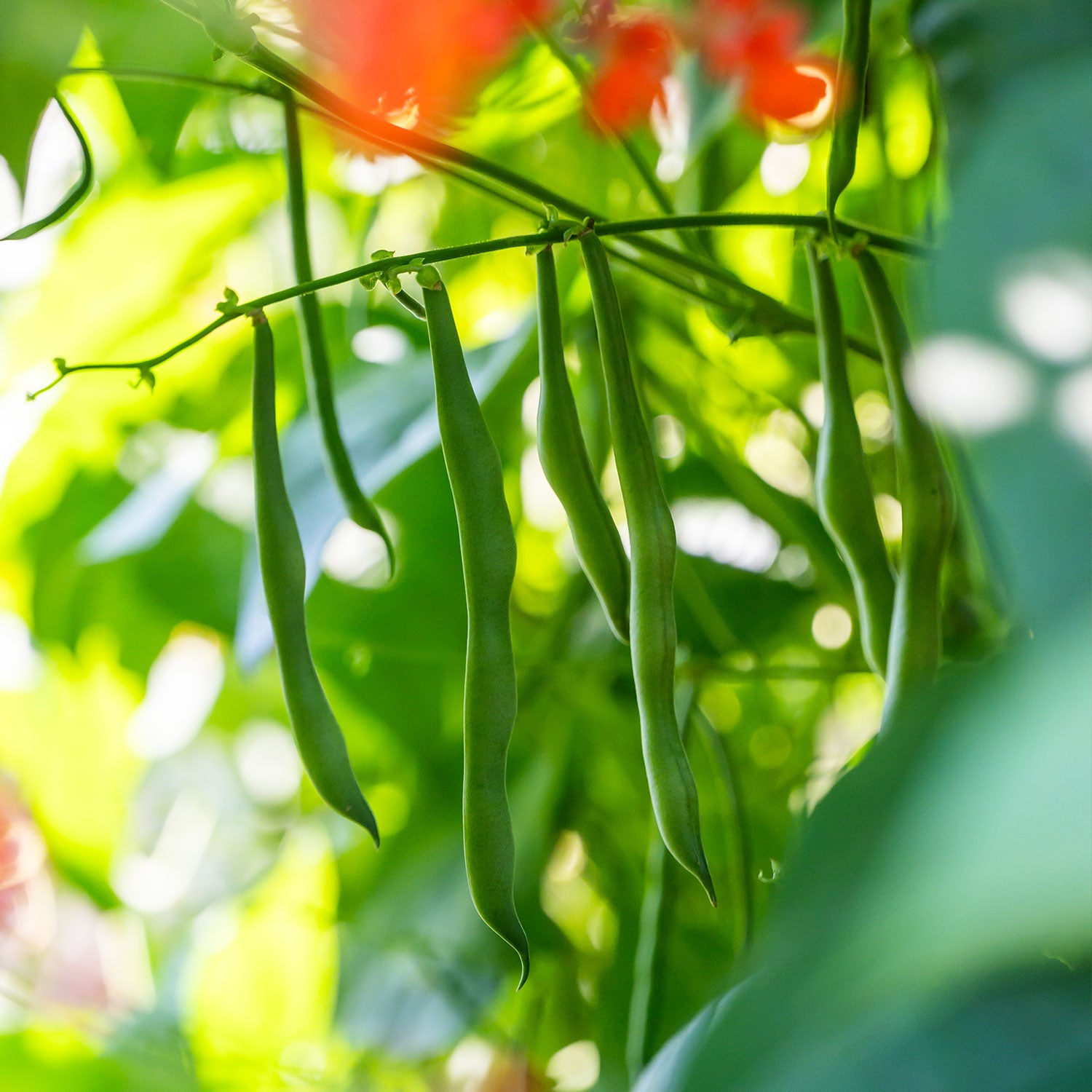 Scarlet Runner Pole Bean