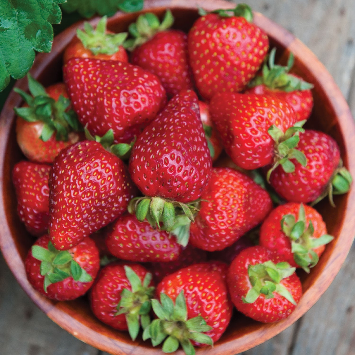 Seascape Strawberry Bare Roots