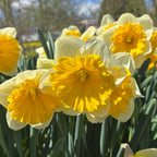 Dinnerplate Daffodil Bulbs
