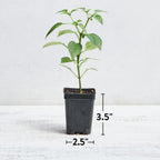 Mama Mia Giallo Sweet Pepper