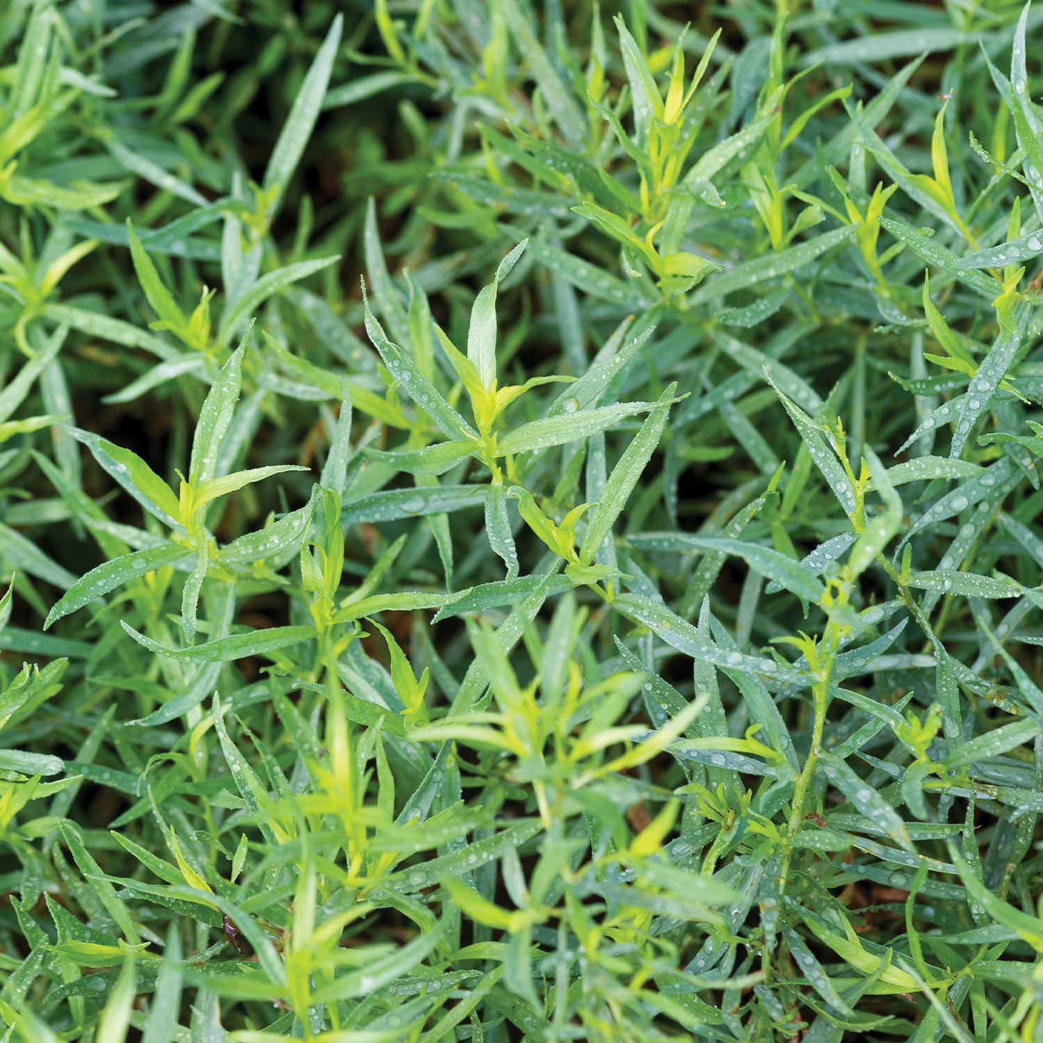 French Tarragon