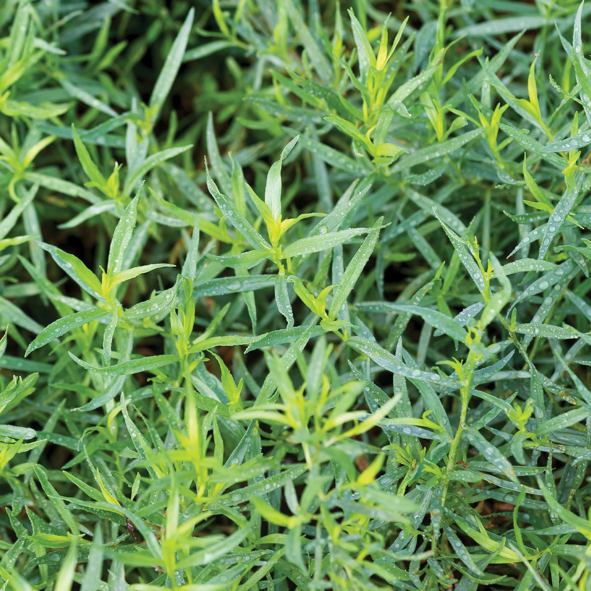 French Tarragon