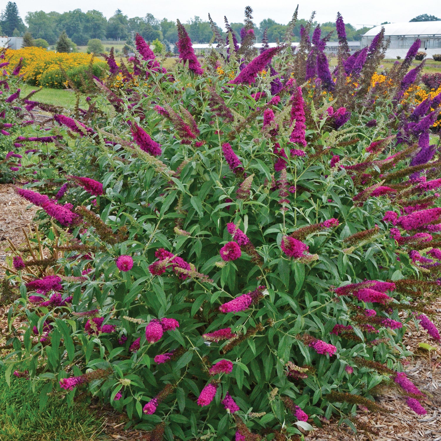 Queen of Hearts Buddleia