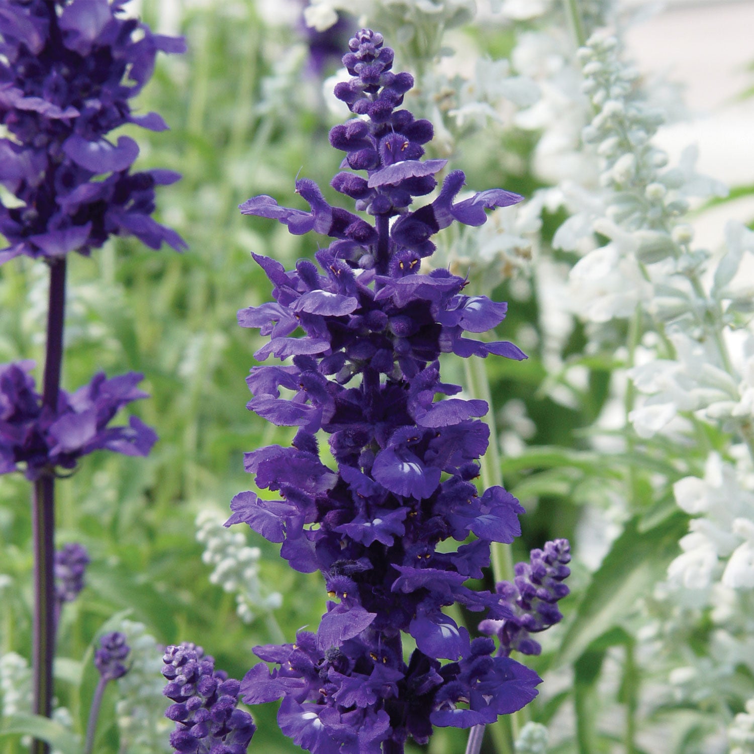 Victoria Salvia